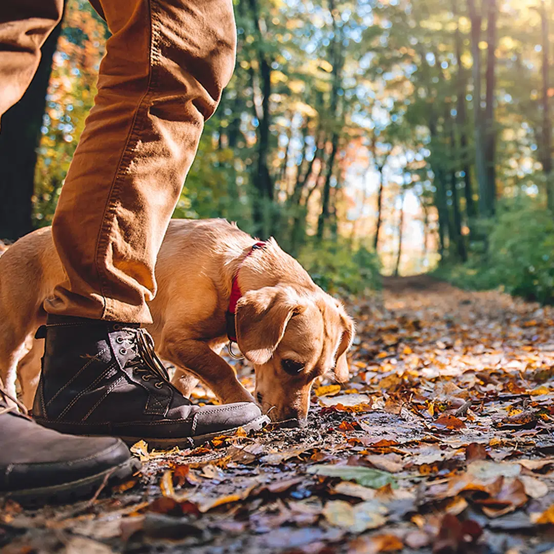 Cueillette de champignons avec le chien