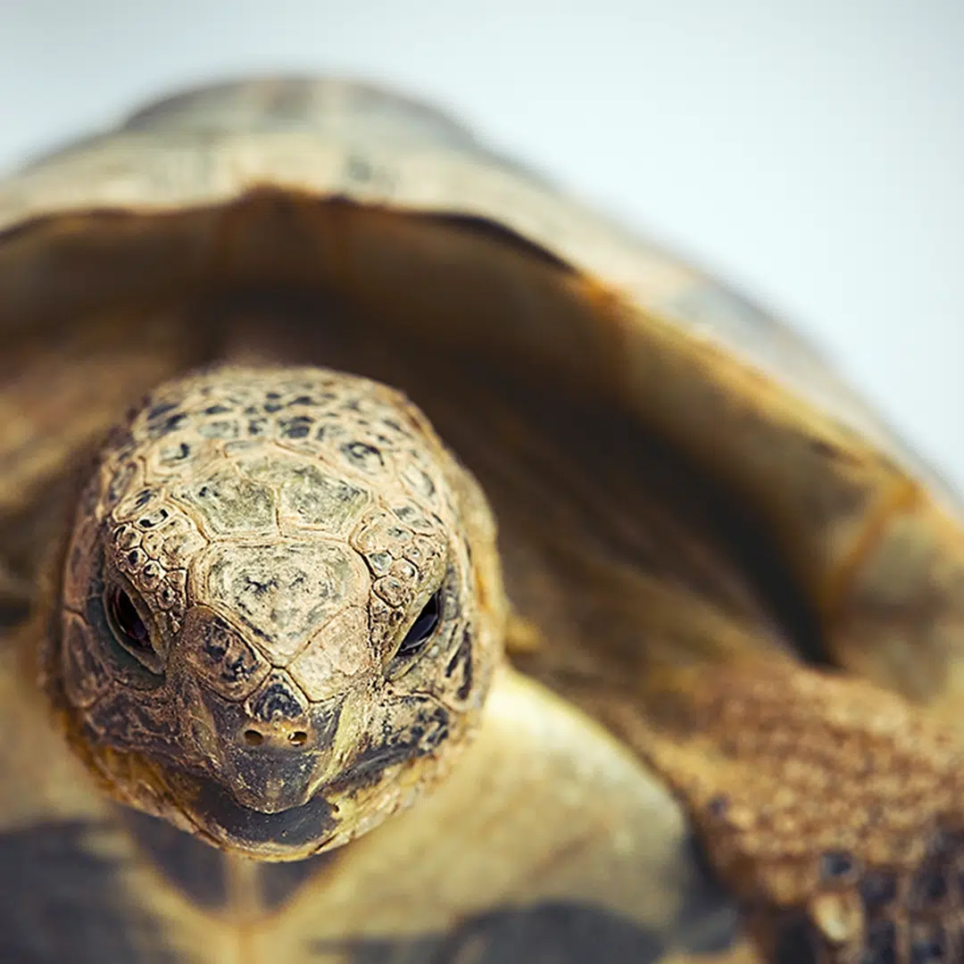 Winterruhe bei der Landschildkröte
