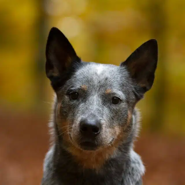 Kastration bei Hunden