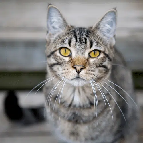 Arthrose bei Katzen