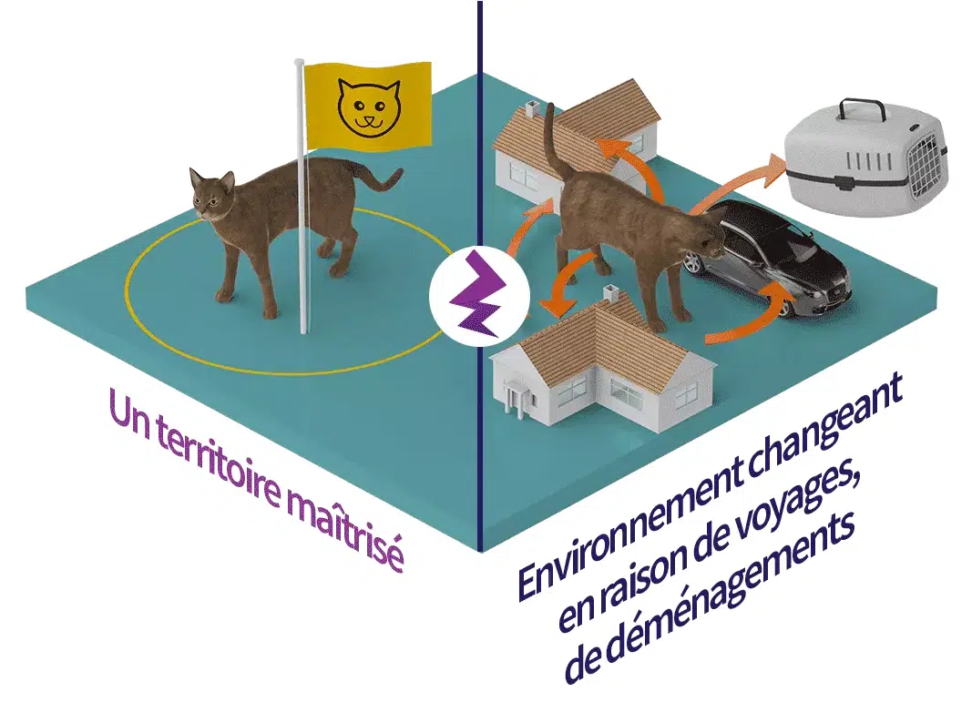 Comprendre les chats - Leçon n°2 : Les Phéromones